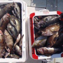 フィッシング　キッタカ 釣果