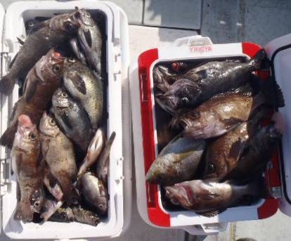 フィッシング　キッタカ 釣果