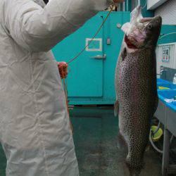 としまえんフィッシングエリア 釣果