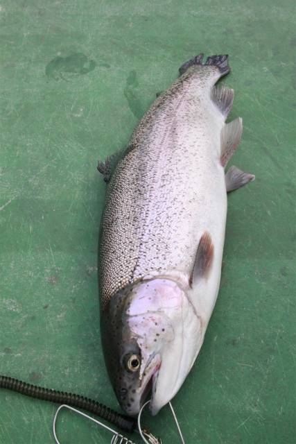 としまえんフィッシングエリア 釣果