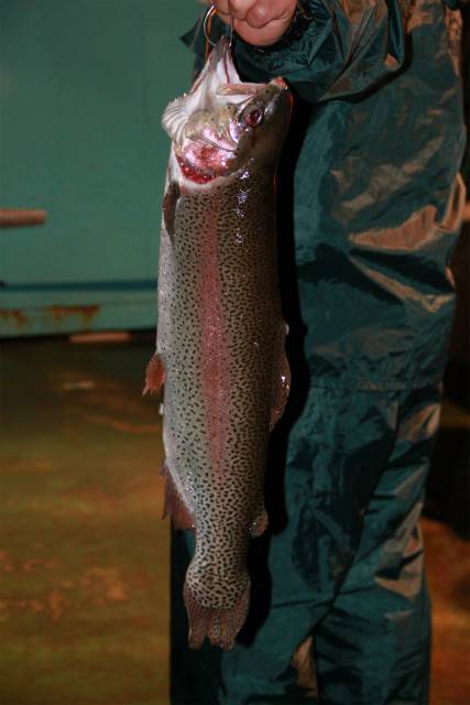 としまえんフィッシングエリア 釣果