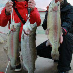 としまえんフィッシングエリア 釣果