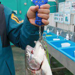 としまえんフィッシングエリア 釣果