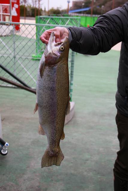 としまえんフィッシングエリア 釣果