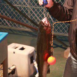 としまえんフィッシングエリア 釣果