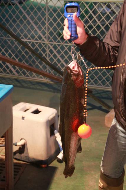 としまえんフィッシングエリア 釣果