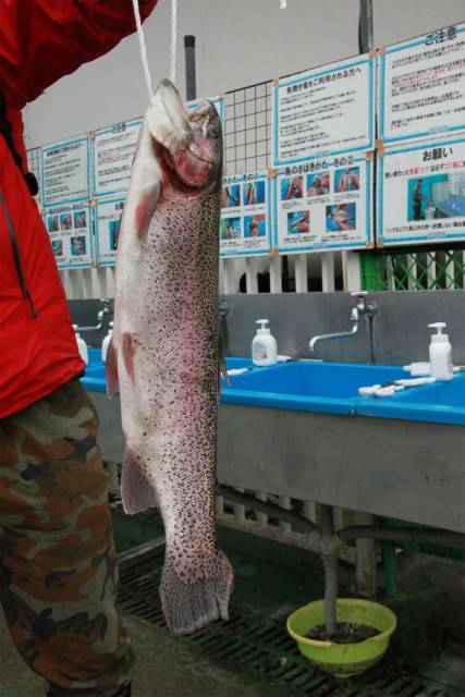 としまえんフィッシングエリア 釣果