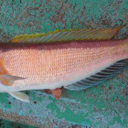 渡船屋たにぐち 釣果