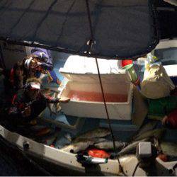 シーランチ 釣果