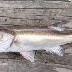 渡船屋たにぐち 釣果