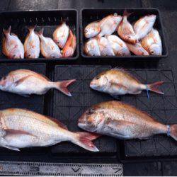 渡船屋たにぐち 釣果