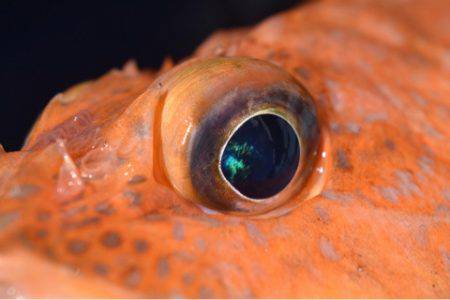 渡船屋たにぐち 釣果