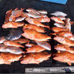 渡船屋たにぐち 釣果