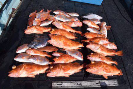 渡船屋たにぐち 釣果