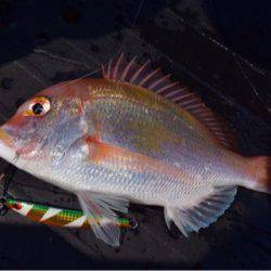 渡船屋たにぐち 釣果