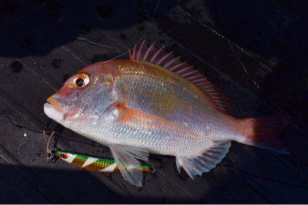 渡船屋たにぐち 釣果