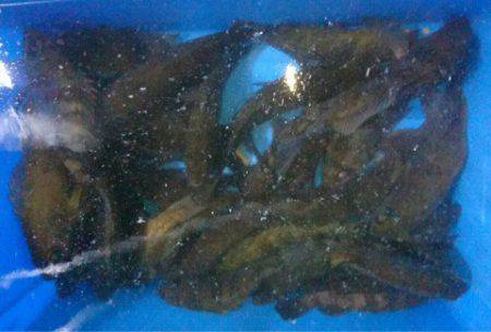 ヤザワ渡船 釣果