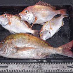 渡船屋たにぐち 釣果