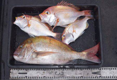 渡船屋たにぐち 釣果