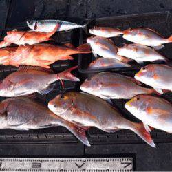 渡船屋たにぐち 釣果