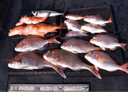 渡船屋たにぐち 釣果