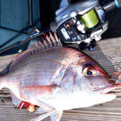 渡船屋たにぐち 釣果