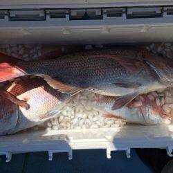 第二八坂丸 釣果