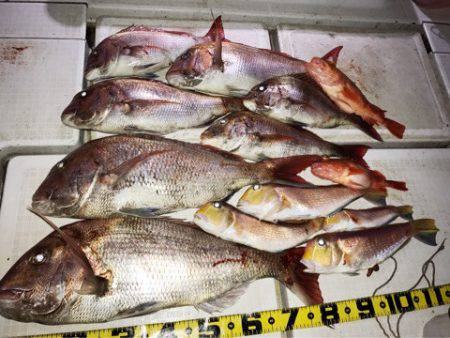 龍神丸（鹿児島） 釣果