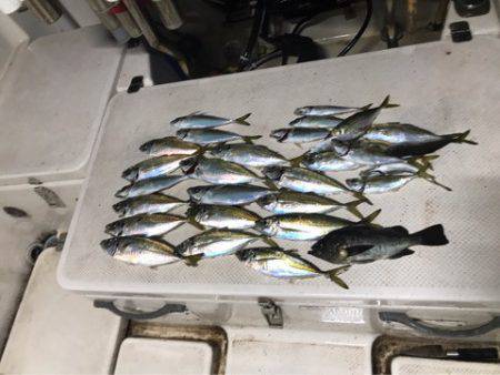 Monster Rush! 釣果