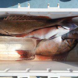 第二八坂丸 釣果