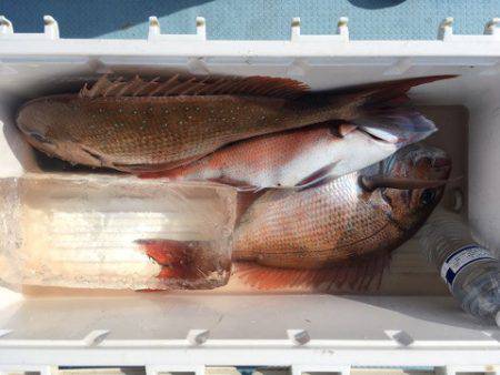 第二八坂丸 釣果