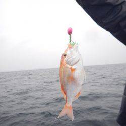 渡船屋たにぐち 釣果