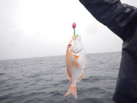 渡船屋たにぐち 釣果