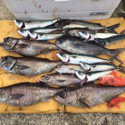 ＴＡＲＯＭＡＲＵ 釣果