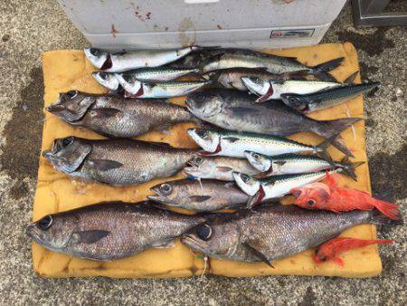 ＴＡＲＯＭＡＲＵ 釣果