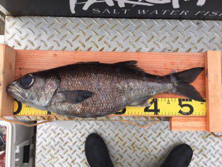 ＴＡＲＯＭＡＲＵ 釣果