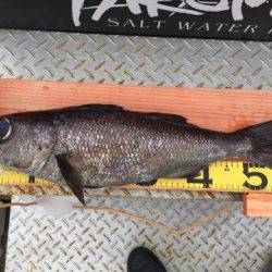 ＴＡＲＯＭＡＲＵ 釣果