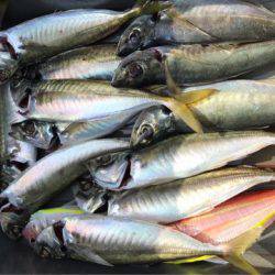 龍神丸(鹿児島) 釣果