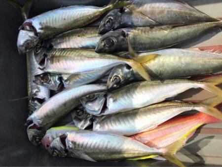 龍神丸（鹿児島） 釣果