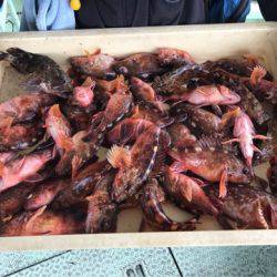 ヤザワ渡船 釣果