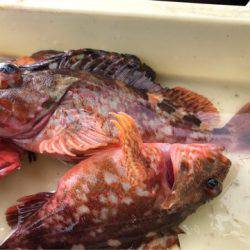 ヤザワ渡船 釣果