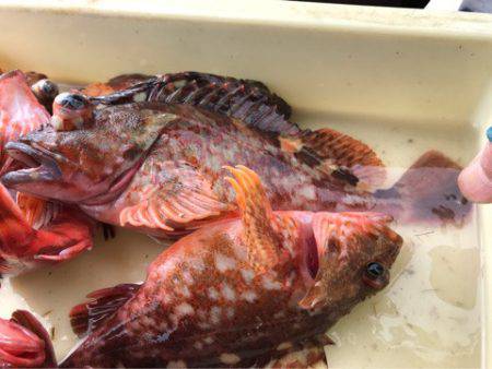 ヤザワ渡船 釣果