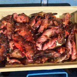 ヤザワ渡船 釣果