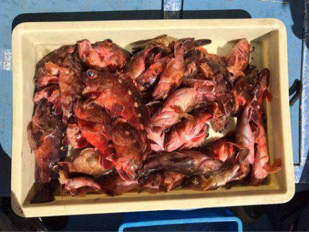 ヤザワ渡船 釣果