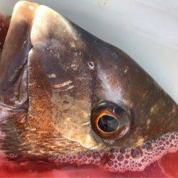 龍神丸（鹿児島） 釣果