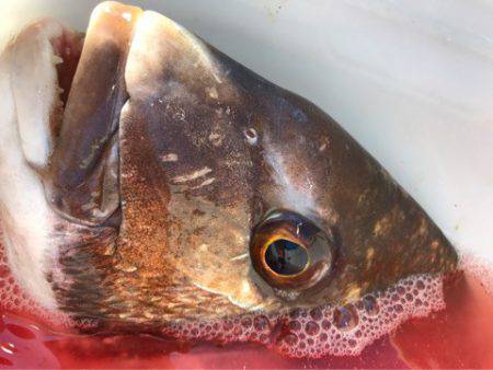 龍神丸（鹿児島） 釣果