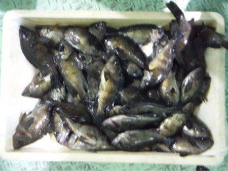 ヤザワ渡船 釣果