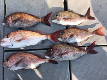 釣鯛洋 釣果