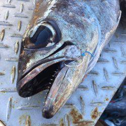 ＴＡＲＯＭＡＲＵ 釣果