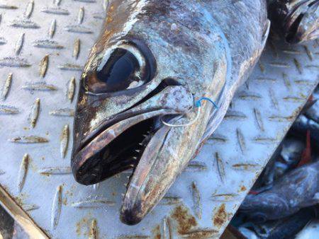 ＴＡＲＯＭＡＲＵ 釣果